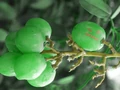 AngryGrape.jpg