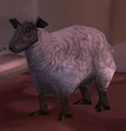 Elwynn Lamb.jpg