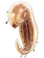 Gorryl Slug