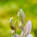 Real Orchid Mantis.jpg