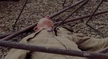 5x16 Phil dead.png