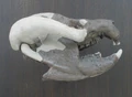 Thumbnail for version as of 19:53, May 20, 2009