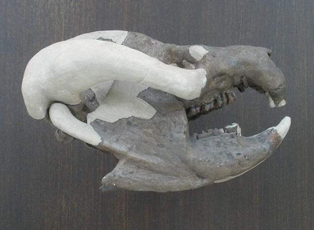 File:Bienotherium yunnanense.JPG