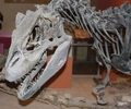 Allosaurus NHM.jpg