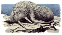 Walrus