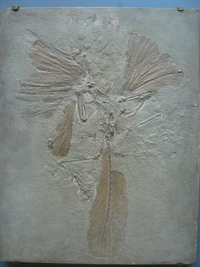 Archaeopteryx lithographica paris
