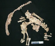 Unaysaurus tolentinoi fossil
