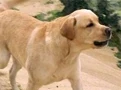 فينسنت