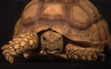 MrTurtle