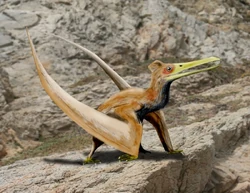 Ningchengopterus BW