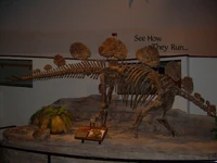 Hesperosaurus mjosi skeleton