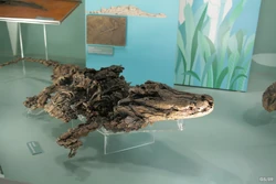 Crocodile Found in Messel Pit Fossil Site