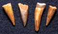 Aetosaur teeth.jpg