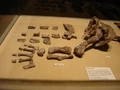 Aetosaur leg fossils.jpg