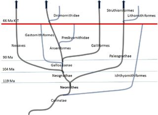 Neornithes