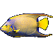 Standard 75x75 collect fish queenangelfish 01