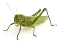 Grasshopper.jpg