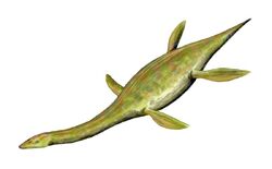 Thalassiodracon BW