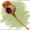 Tiger Racket FFIX