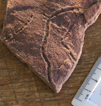 Ediacaran trace fossil