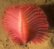 Pennatula aculeata cropped
