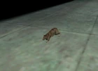 Rat Hazard Course