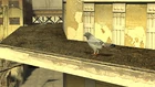 Pigeon roof