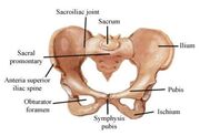 100pelvis-454x309