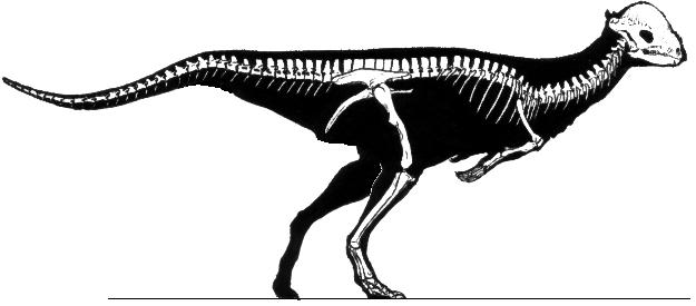 pachycephalosaurus skeleton