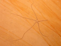 Brittle star-fossil.jpg