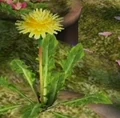 Dandelion.jpg