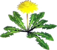 Dandelion art