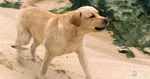 Barkin.jpg