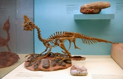 Oviraptor Senckenberg.jpg