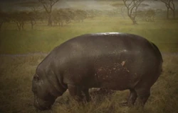 Hippo