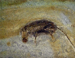 Eomaia scansoria.JPG