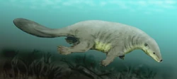 Castorocauda BW.jpg