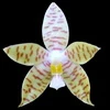 Phalaenopsis pallens thumb.jpg