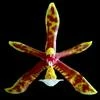 Phalaenopsis mannii thumb.jpg