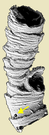 Cloudina bud n boring 01