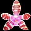 Phalaenopsis mariae thumb.jpg