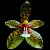 Phalaenopsis cornu-cervi thumb.jpg