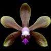 Phalaenopsis braceana thumb.jpg