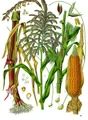Corn.jpg