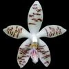 Phalaenopsis zebrina thumb.jpg