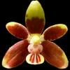 Phalaenopsis fuscata thumb.jpg