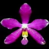 Phalaenopsis pulchra thumb.jpg