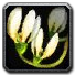 Inv_misc_flower_03.png