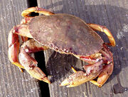 Rockcrab