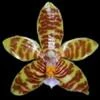 Phalaenopsis fasciata thumb.jpg